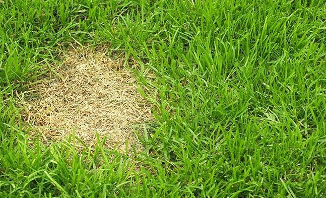 How to Treat Your Lawn During The Spring Season