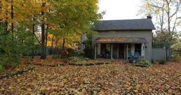 Importance of Leaf Removal Services